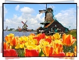 Wybrzeże, Domy, Wiatraki, Tulipany, Wiosna