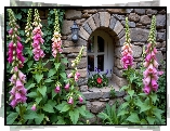 Kamienna, Ściana, Okno, Wysokie, Kwiaty, Różowe, Naparstnice