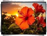 Hibiskusy, Czerwone, Kwiaty, Zachód słońca, Grafika
