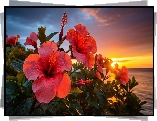 Hibiskusy, Kwiaty, Morze, Zachód słońca, Grafika