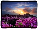 Zachód słońca, Kwiaty, Wzgórze