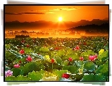 Kwiaty, Zachód, Słońca