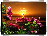 Zachód, Słońca, Morze, Kwiaty
