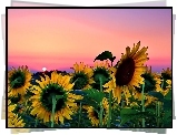 Słoneczniki, Zachód Słońca