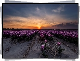 Tulipany, Zachód słońca