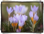 Jasnofioletowe, Krokusy, Kwiaty, Zbliżenie