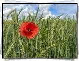 Pole, Kwiat, Mak, Zboże