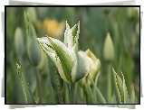 Biało, Zielone, Tulipany