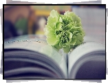 Książka, Zielony, Goździk