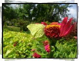 Żółty, Motyl, Latolistek cytrynek