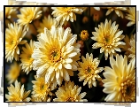 Chryzantemy, Żółte, Kwiaty, Grafika AI