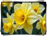 Kwiaty, Żółte, Narcyzy żonkile, Zbliżenie