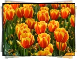 Pomarańczowo-żółte, Tulipany
