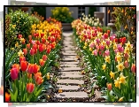 Kwiaty, Tulipany, Narcyzy żonkile, Ścieżka, Ogród